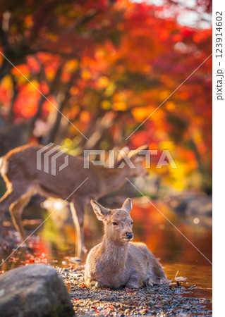 【秋】奈良公園の鹿【紅葉】 123914602