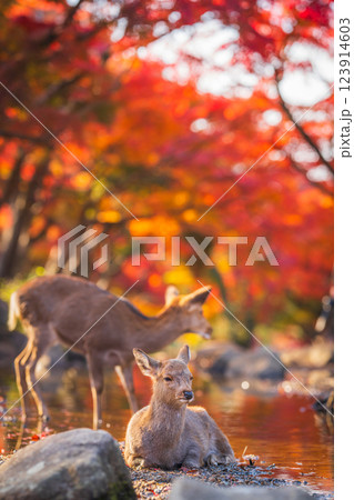 【秋】奈良公園の鹿【紅葉】 123914603