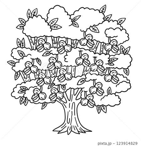 Walnut Tree Fruit Plant Isolated Coloring Page  123914829
