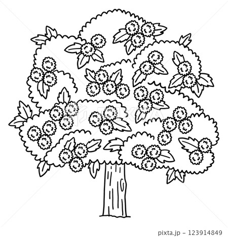 Chestnut Tree Fruit Plant Isolated Coloring Page  123914849