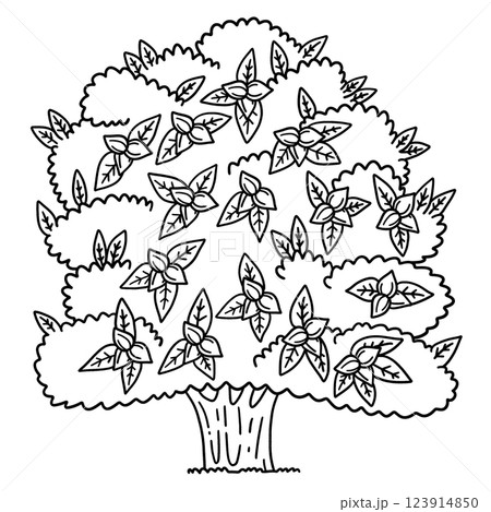 Pecan Tree Fruit Plant Isolated Coloring Page  123914850
