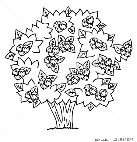 Hazelnut Tree Fruit Plant Isolated Coloring Page  123914874