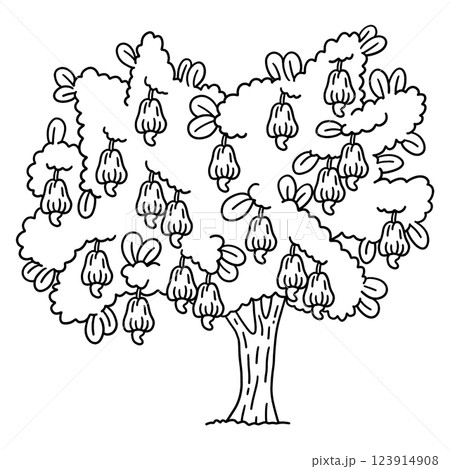 Cashew Tree Fruit Plant Isolated Coloring Page  123914908