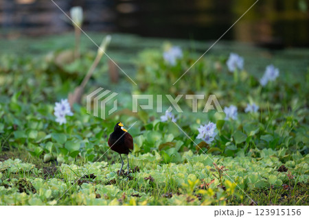 Black bird standing among water plants near a serene lake in the early morning light 123915156