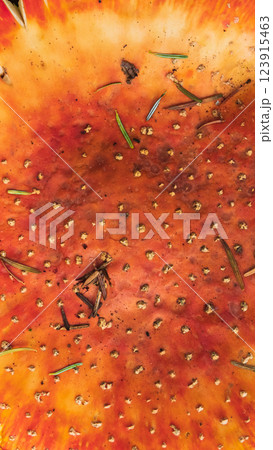 A close-up view of the cap of a red mushroom with white spots. The cap is textured and slightly sticky, with visible dirt and debris 123915463