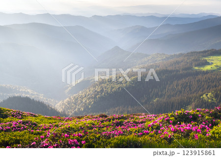 Blooming rhododendron flowers covered mountain meadow 123915861
