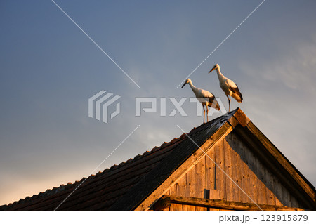 Couple of white storks resting on an old house roof 123915879