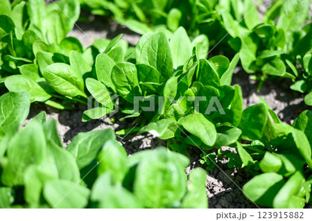 Fresh young spinach leaves growing in a vegetable bed Fresh young spinach leaves growing in a vegetable bed 123915882