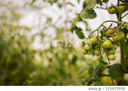 Different types of tomatoes. Harvest of tomato varieties Different types of tomatoes. Harvest of tomato varieties 123915938