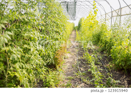 Well growing tomatoes in greenhouse 123915940