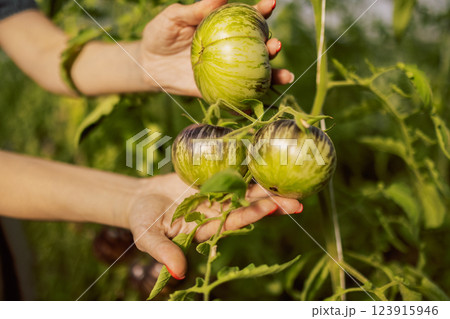 Woman hands with a neat manicure hold juicy green black-fruited tomatoes. The farmwife shows unripe vegetables. 123915946