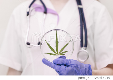 A medic professional with a stethoscope in a lab coat and blue gloves holds round laboratory glasses with a cannabis leaf. Hemp medicinal properties concept. A medic professional with a stethoscope in a lab coat and blue gloves holds round laboratory glasses with a cannabis leaf. Hemp medicinal properties concept. 123915949