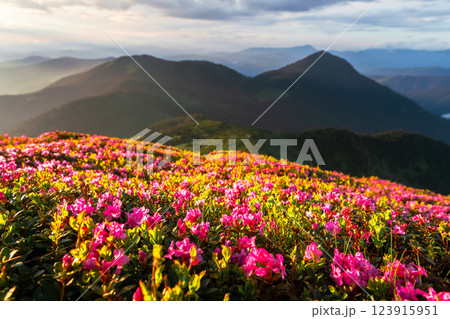 Vibrant rhododendron flowers in full bloom on a mountain slope Vibrant rhododendron flowers in full bloom on a mountain slope 123915951