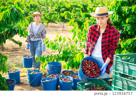 Young female farmer pouring sweet cherries crop into boxes Young female farmer pouring sweet cherries crop into boxes 123916757
