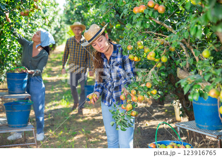 Three workers picking pears 123916765
