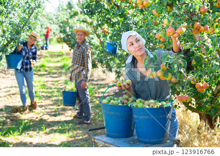 Female farmer picking ripe pears in orchard 123916766