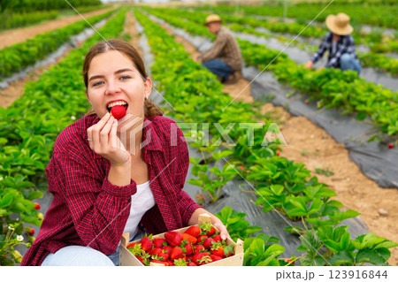 Woman farmer tasting new harvest of strawberry Woman farmer tasting new harvest of strawberry 123916844