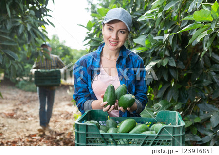 Smiling gardener woman posing with full avocado boxes 123916851