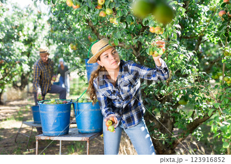 Girl and man harvesting pears Girl and man harvesting pears 123916852