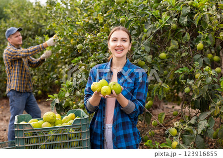 Delighted farmers picking lemons in fruit farm 123916855
