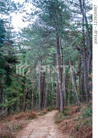 Green deep forest in mountain near bay Boka and Kotor town in Montenegro in winter time 123916987
