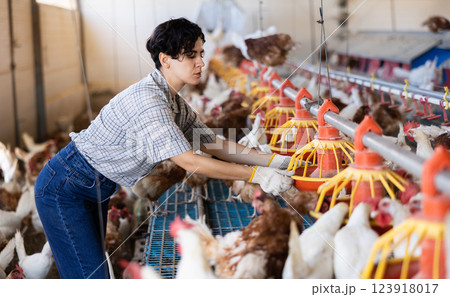 Adult experienced latin woman filling chicken feeder in chicken farm Adult experienced latin woman filling chicken feeder in chicken farm 123918017