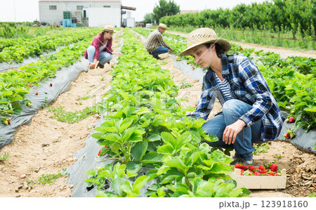 Hardworking farmers working on the plantation beds collect ripe strawberries Hardworking farmers working on the plantation beds collect ripe strawberries 123918160