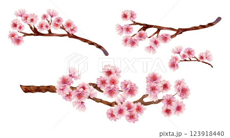 Pink cherry blossom branches for Japanese Hanami cherry blossom festival isolated on white background. Watercolor botanical template in lilac-pink color, in the sunrise palette. Watercolor template 123918440