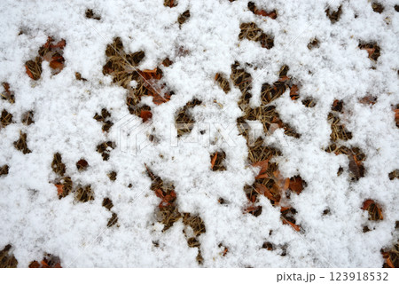 雪肌　雪模様 123918532
