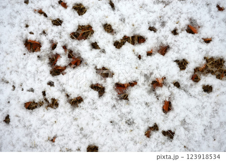 雪肌　雪模様 123918534