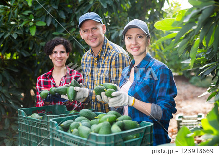 Three cheerful gardeners standing in front of plastic boxes with ripe avocados and rejoicing harvest on farm in autumn Three cheerful gardeners standing in front of plastic boxes with ripe avocados and rejoicing harvest on farm in autumn 123918669