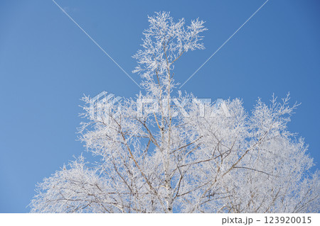 白樺についた霧氷と青空 123920015