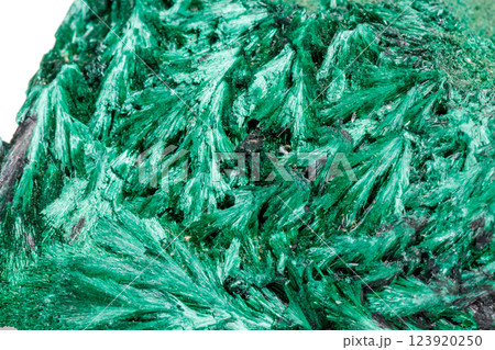Macro mineral stone plisoviy, plush, satin malachite on a white background 123920250