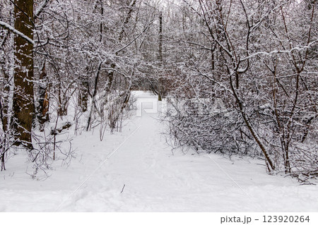 Beautiful winter forest with a beaten path 123920264