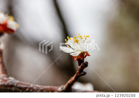 beautifully flowering cherry branches on which the bees sit beautifully flowering cherry branches on which the bees sit 123920288