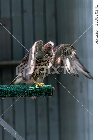 Beautiful falcon Beautiful falcon 123920341