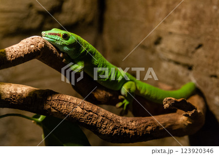 Green gecko lizard sits on a close-up branch 123920346