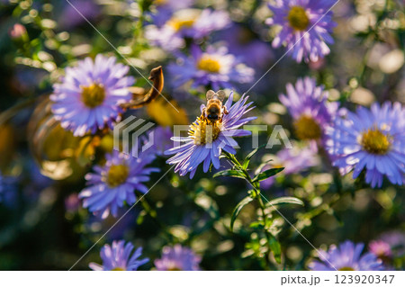 Field flowers on which insects and bees sit close up Field flowers on which insects and bees sit close up 123920347