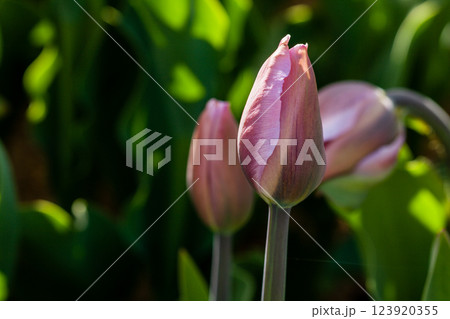 Macro of pink tulips on a background of green grass Macro of pink tulips on a background of green grass 123920355
