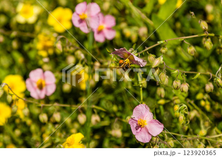 Beautiful flowers on which the bee sits Beautiful flowers on which the bee sits 123920365