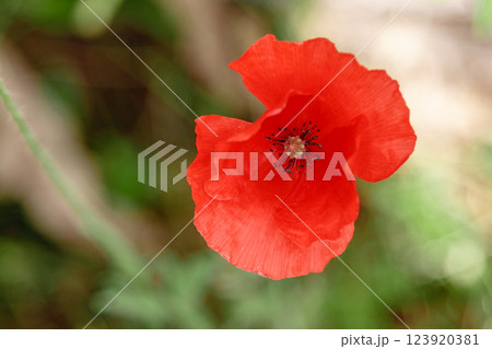 wonderful red poppies in green grass 123920381