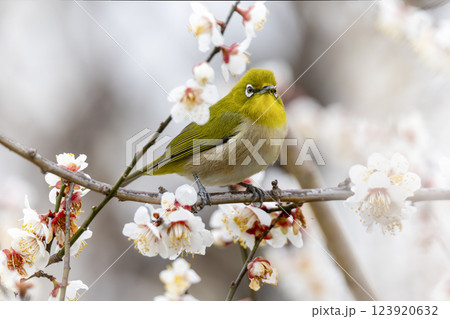 開花した梅の木の枝にとまるメジロ 123920632