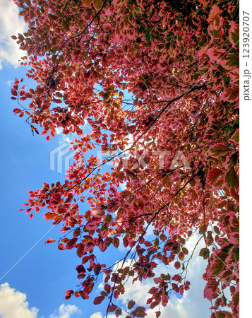 Tricolor Beech Tree Fagus sylvatica Seen During a Sunny Day 123920707