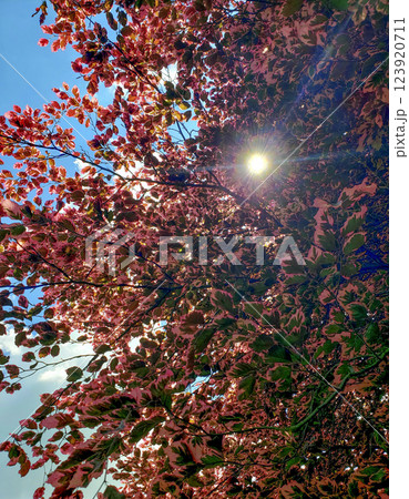 Tricolor Beech Tree Fagus sylvatica Seen During a Sunny Day 123920711