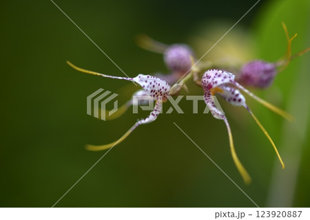 マスデバリア・ポリスティクタ　ランの花 123920887