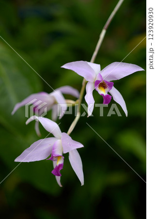 レリア・アンケプス 123920930