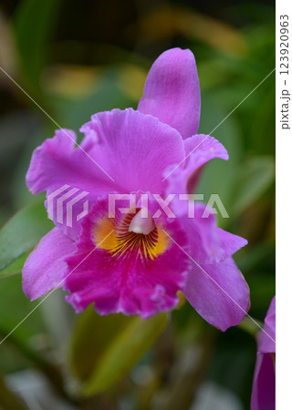 リンコレリアカトレア 123920963