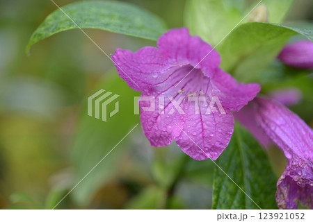 プセウディランテムム・ラクシフロルム 123921052