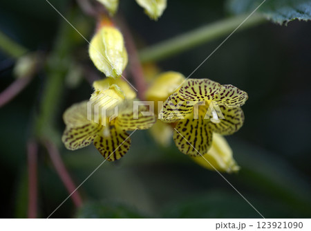 ソレノフォラ・トゥースレンシス ソレノフォラ・トゥースレンシス 123921090