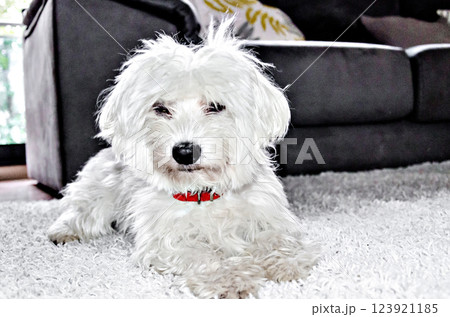Close-up of a cute white Bichon Maltes dog on a fluffy carpet in a house 123921185